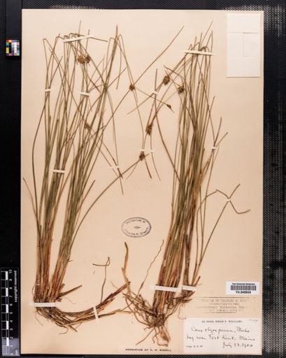 Carex oligosperma