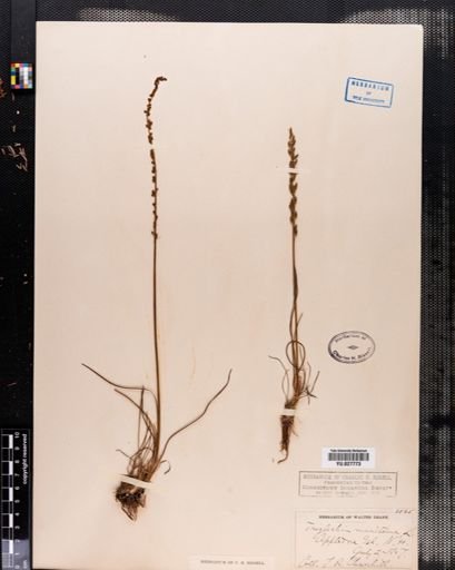 Triglochin maritima