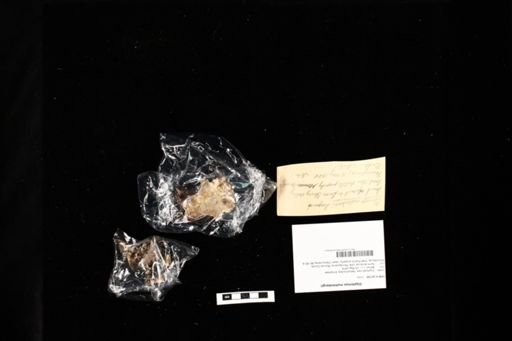 Glyptemys muhlenbergii