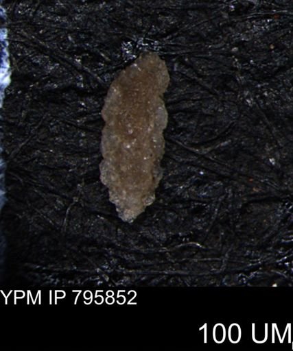 Verneuilina canadensis