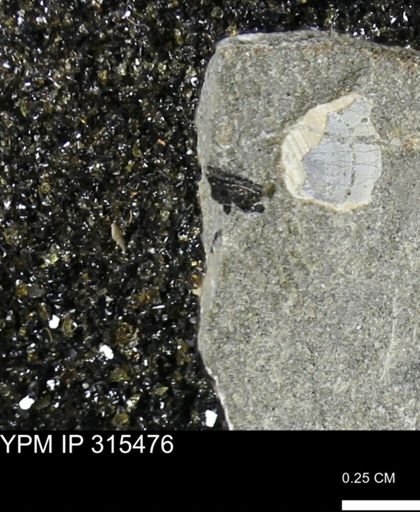 undet. Mollusca