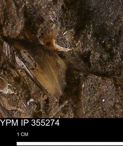 undet. Bivalvia