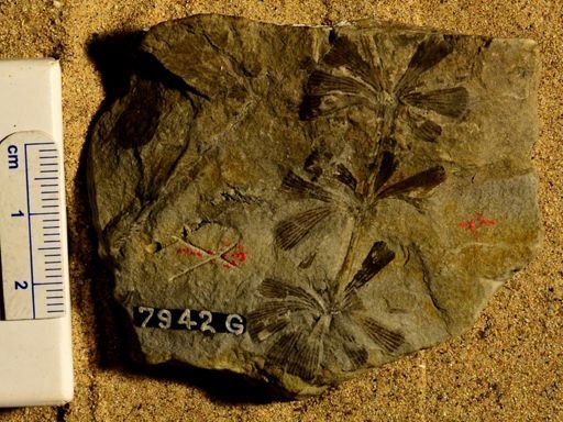 Sphenophyllum schlotheimii