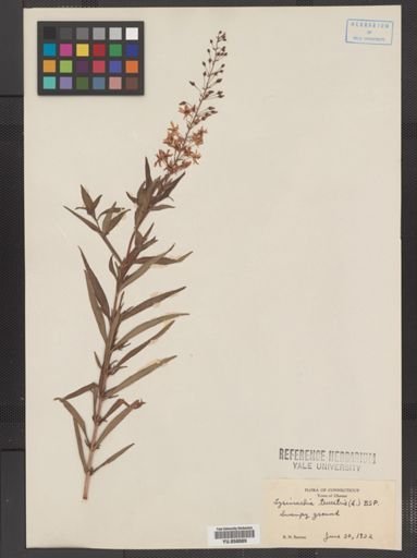 Plantae