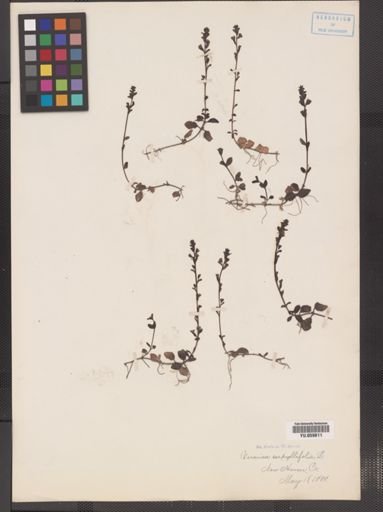 Veronica serpyllifolia