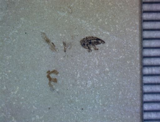 undet. Hymenoptera
