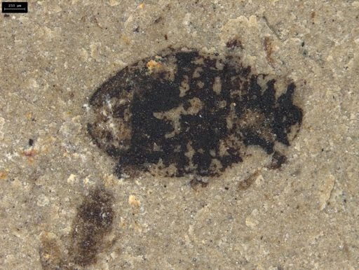 undet. Coleoptera