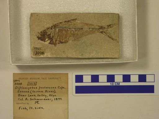 Diplomystus pectorosus