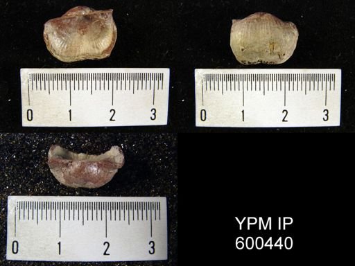 Marginifera splendens