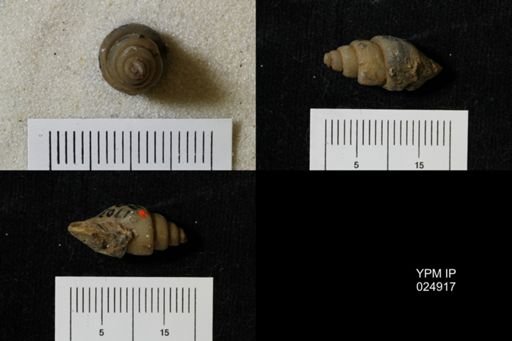 Chenopus turriculoides