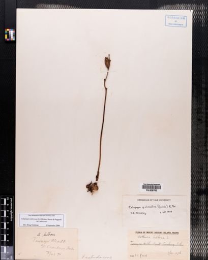 Plantae