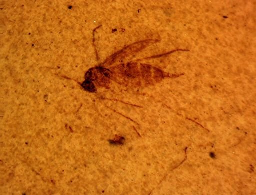 undet. Diptera