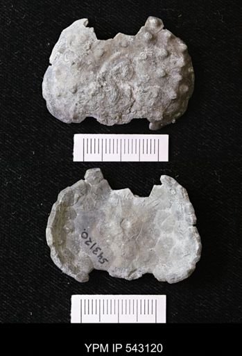 Megistocrinus nodosus?