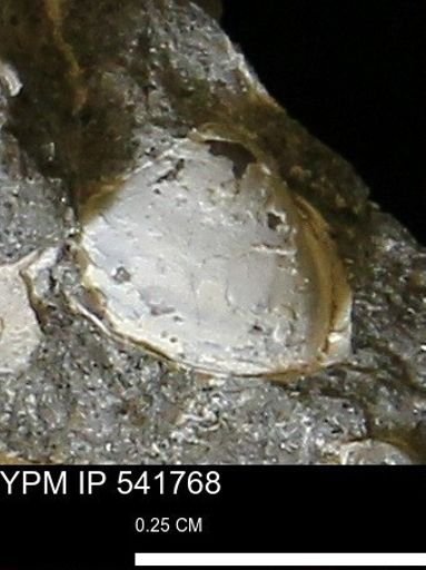 Corbulamella gregaria
