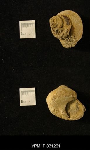 Worthenia tabulata