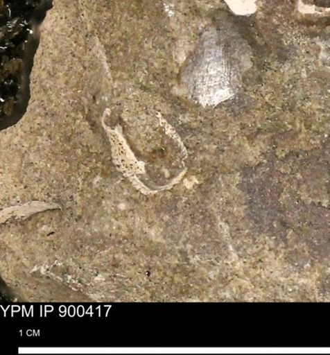 undet. Mollusca
