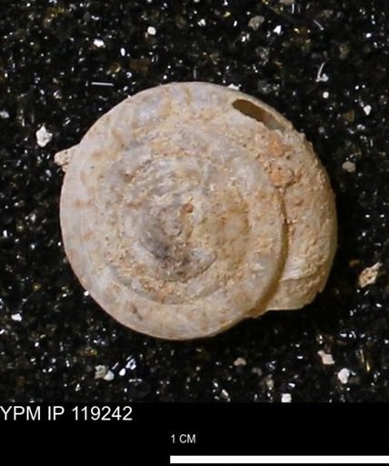 Poecilozonites (Discozonites) reinianus