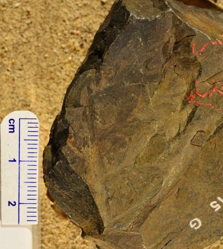 Sphenopteris pachyrachis