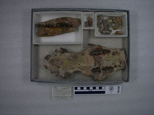 Phenacodus primaevus