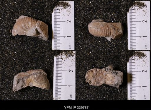 Scaphites whitfieldi