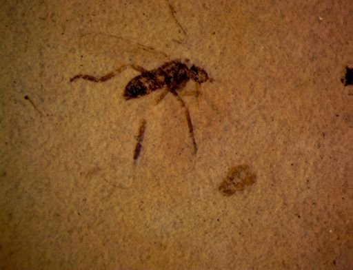 undet. Curculionidae