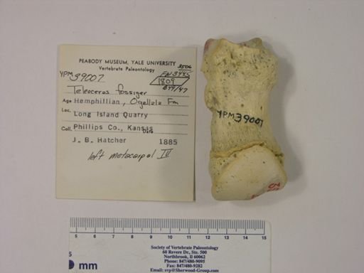 Teleoceras fossiger