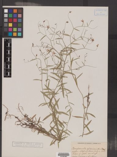 Campanula aparinoides