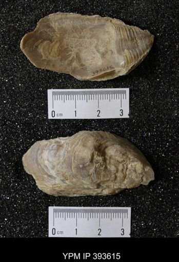 Ostrea glabra