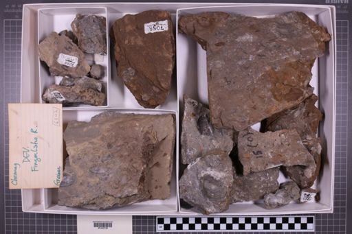 mixed taxa, stratigraphic collection