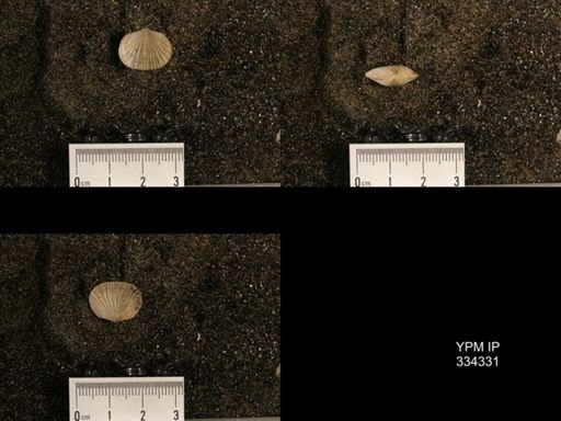 Plectorthis
