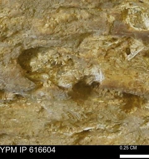 Teredo sp.