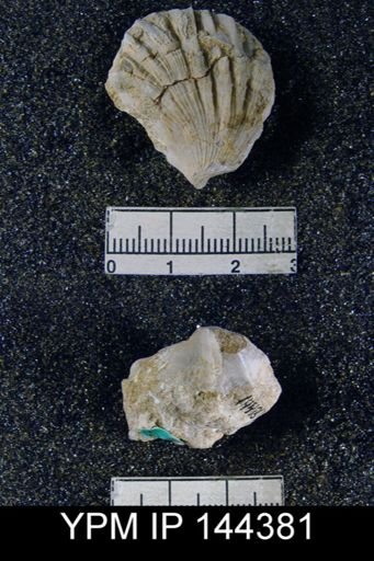 Streptorhynchus (Kiangsiella) pectiniformis