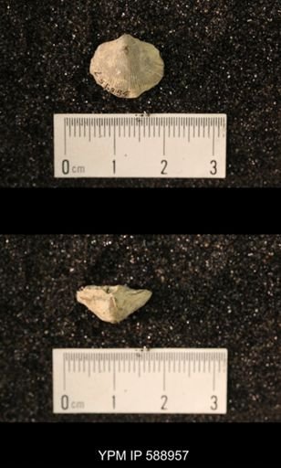 Dalmanella wisbyensis
