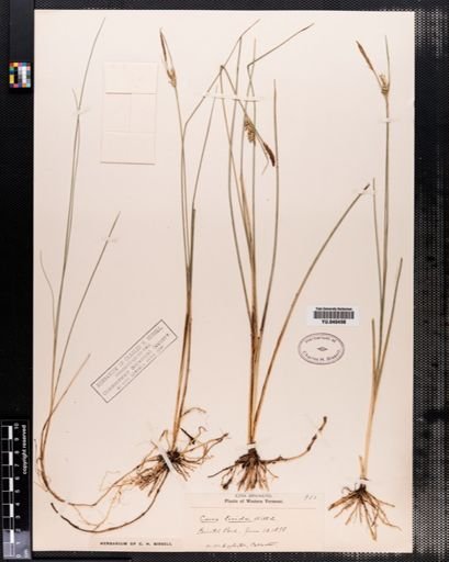 Carex livida