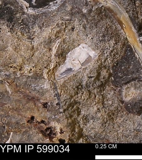 undet. Mollusca