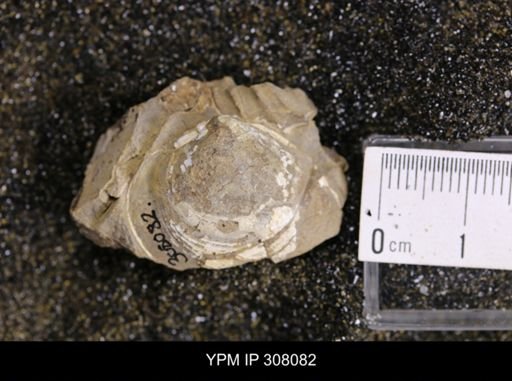 Inoceramus sp.
