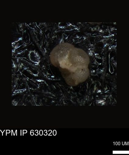 undet. Foraminiferida