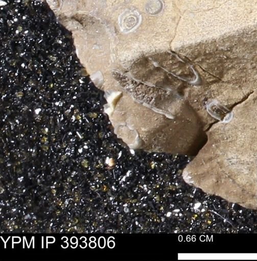 undet. Serpulidae