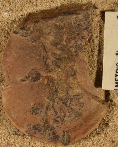Pecopteris