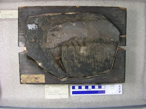Rhizodus hibberti