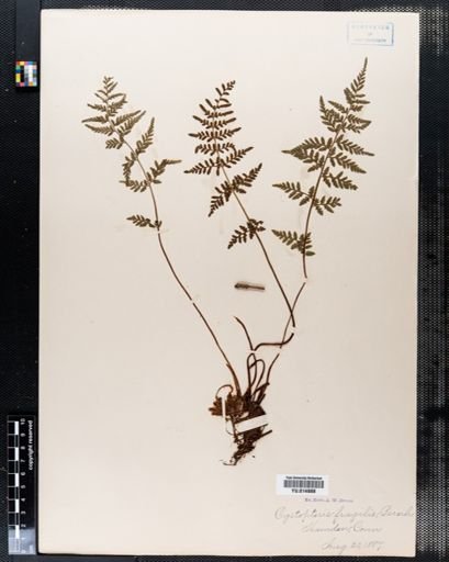 Cystopteris fragilis