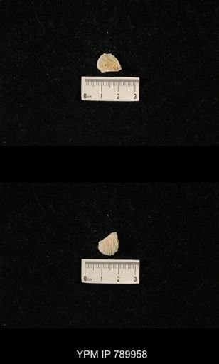 taxon undetermined