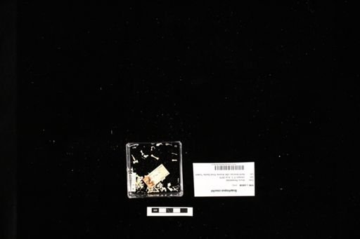 Scaphiopus couchii