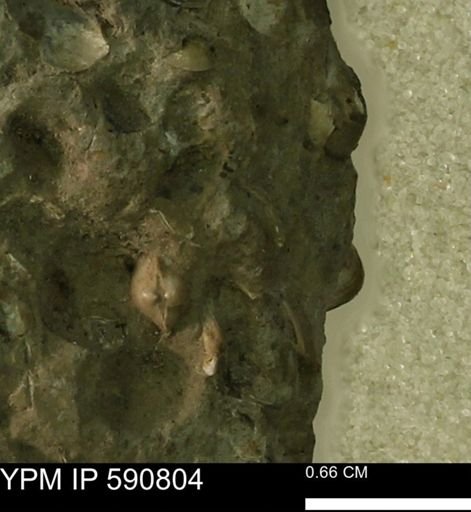 undet. Bivalvia