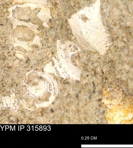 undet. Gastropoda