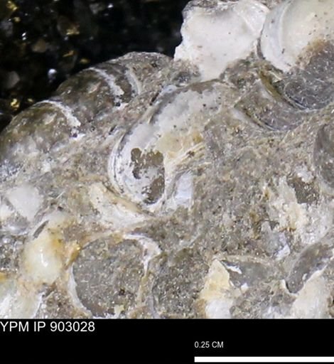 undet. Bivalvia