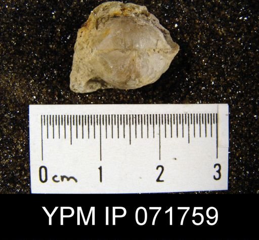 Merista tennesseensis