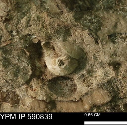 undet. Bivalvia