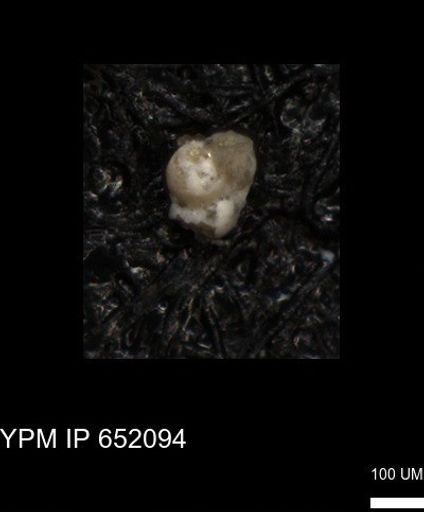undet. Foraminiferida