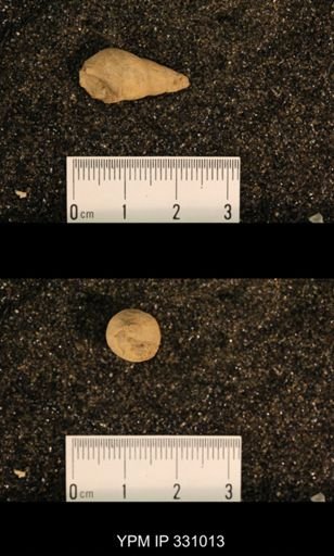 Meekospira peracuta choctawensis